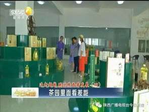 茶園里面看差距 以陜南茶旅融合為鏡，跳出陜西看旅游業務發展